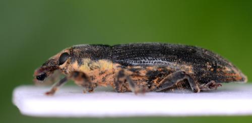 Réf. 349 129 : Lixus scabricollis